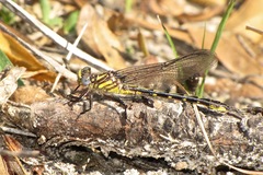 Hylogomphus geminatus