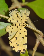 Baeotis sulphurea