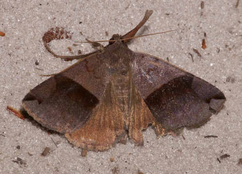 Gordonia Darkwing photo 3