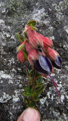 Brachyotum strigosum