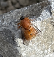 Ocnaea