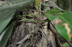 Anthurium lactifructum