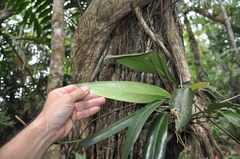 Anthurium lactifructum