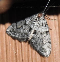 Thera contractata