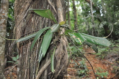 Anthurium lactifructum