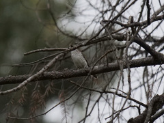 Chrysococcyx lucidus