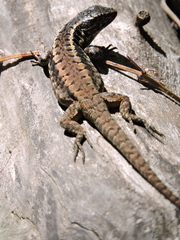 Liolaemus septentrionalis