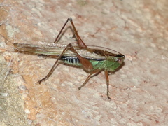 Conocephalus semivittatus