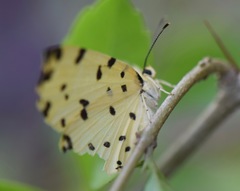 Baeotis sulphurea