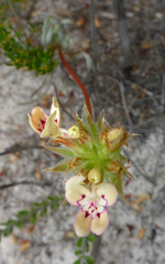 Stylidium crossocephalum