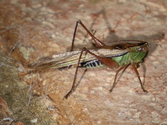 Conocephalus semivittatus
