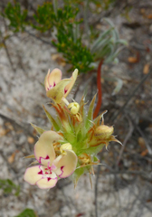 Stylidium crossocephalum