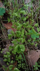 Adiantum jordanii image