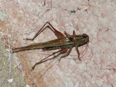 Conocephalus semivittatus