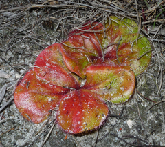 Drosera magna