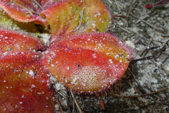 Drosera magna