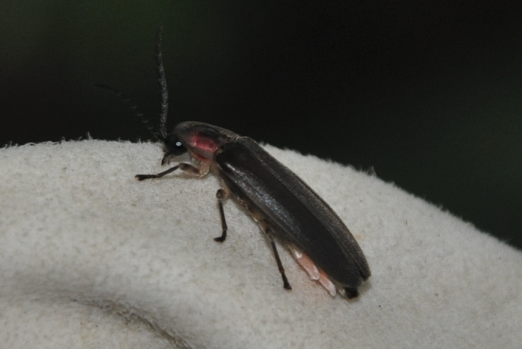 Photinus interdius