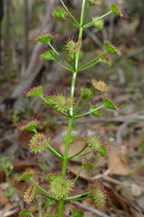 Drosera porrecta