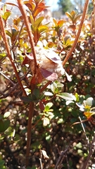 Tenodera sinensis