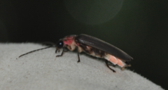 Photinus interdius
