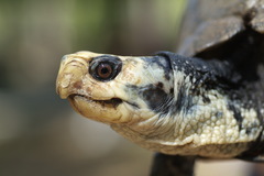 Terrapene carolina major