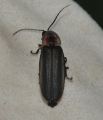 Photinus interdius