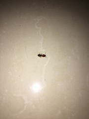 Syntermes molestus