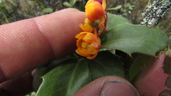 Berberis goudotii