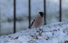 Pyrrhula pyrrhula cassinii