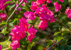 Bougainvillea spectabilis