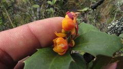 Berberis goudotii
