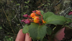 Berberis goudotii