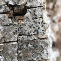 Arthoniomycetes