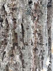Arthoniomycetes