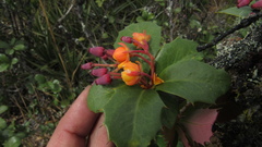 Berberis goudotii