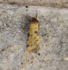 Azenia obtusa
