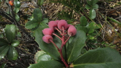 Berberis goudotii