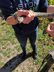 Nerodia sipedon insularum