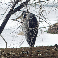 Ardea herodias