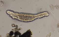 Stenostomum