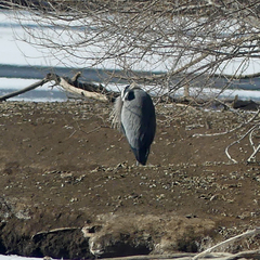Ardea herodias
