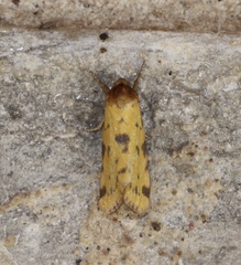 Azenia obtusa