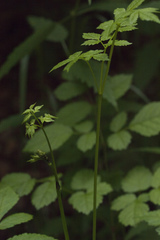 Actaea dahurica