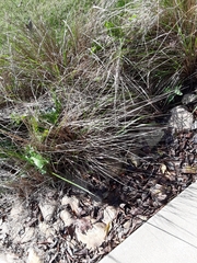Calamagrostis × acutiflora