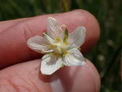 Parnassia parviflora