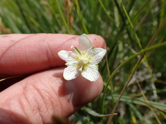 Parnassia parviflora