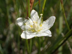 Parnassia parviflora