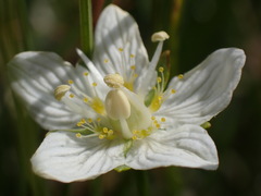 Parnassia parviflora