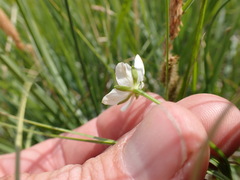 Parnassia parviflora