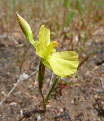 Philydrella pygmaea pygmaea